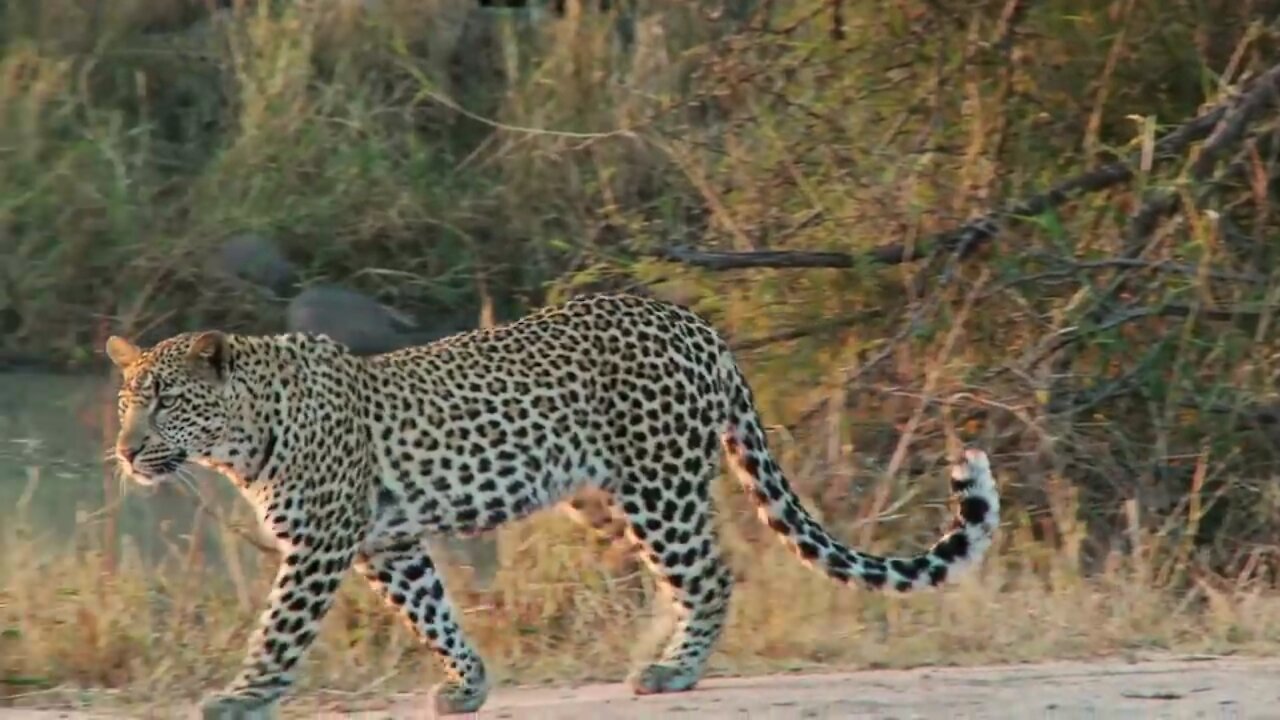 A wonderful Animal | Really Nice