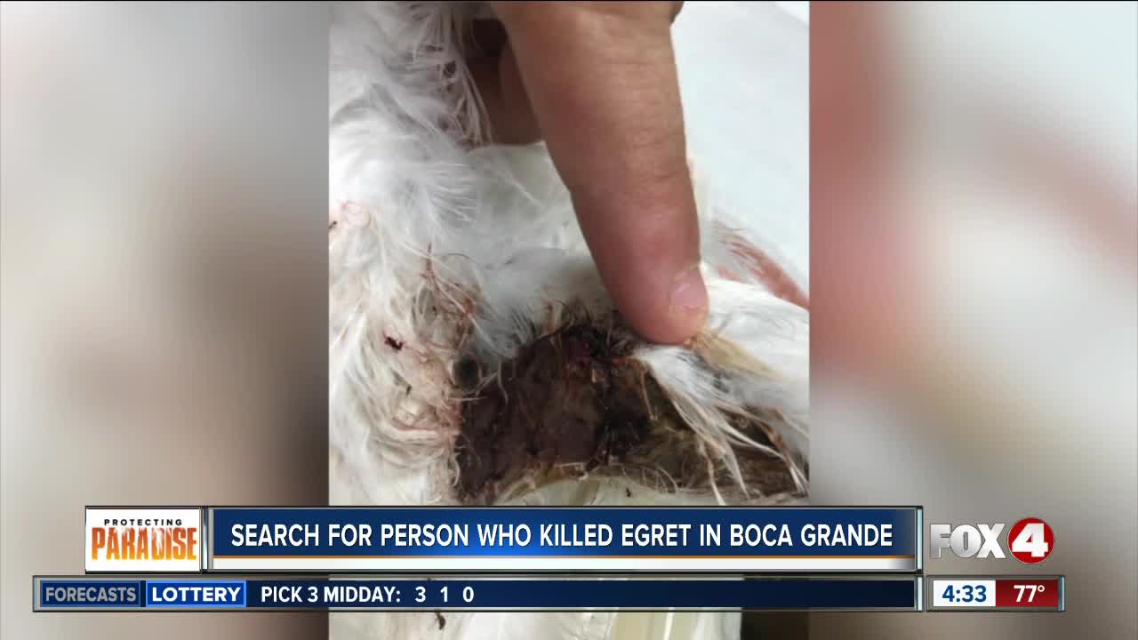 Search for person who shot blow dart at egret