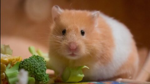 Cute Hamsters pics 🐹