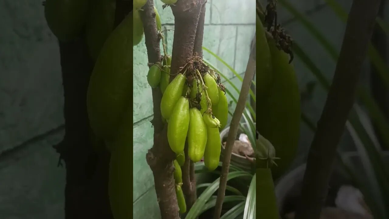 (KAMIAS) Bilimbi Tree in the Philippines #sourfruits #food #fruit #shortvideo #trending #tree