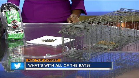 Ask the Expert: What's with all of the rats?