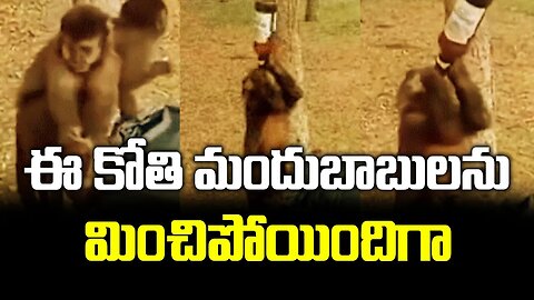 ఈ కోతి మందుబాబులను మించిపోయిందిగా.. | #monkey drinking #alcohol #funnyvideo #viral | FBTV NEWS