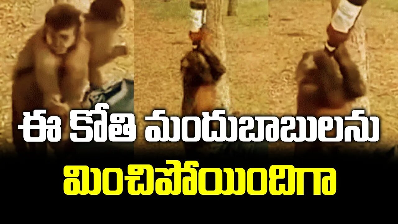 ఈ కోతి మందుబాబులను మించిపోయిందిగా.. | #monkey drinking #alcohol #funnyvideo #viral | FBTV NEWS