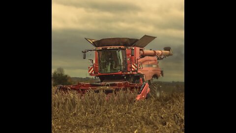 Case 9240 combining corn.