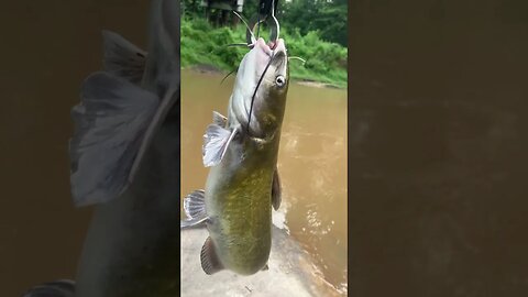 2nd fish of the day! 6lbs channel catfish #fishing #outdoors #nature