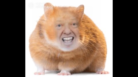 The Ultimate Donald Trump Hamster Meme! 🐹
