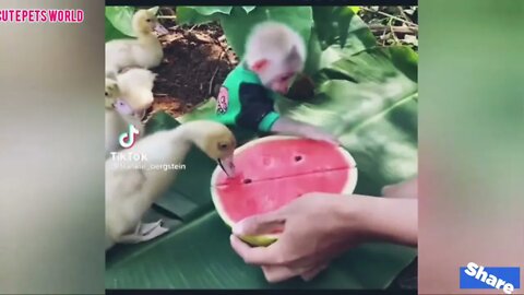 Cute and funny cat videos/kitten#cat#kitty#funny kitten