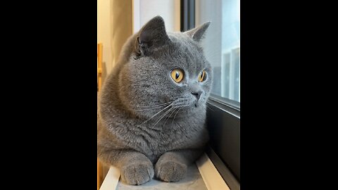 Cute Cat 😺🤩
