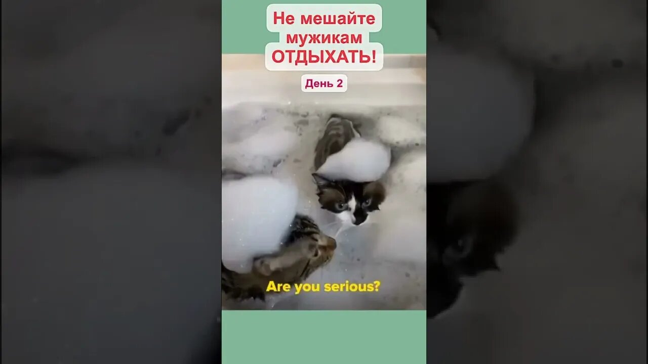 #shorts Смешные Коты Из Тик Тока 249 Funny Cats From Tiktok