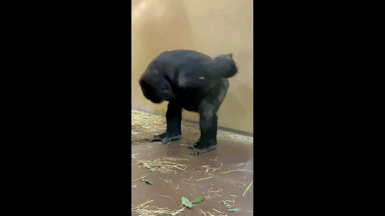 Captivating Dancing Monkey Delights Viewers | He or may be she got some moves 🤪🤪