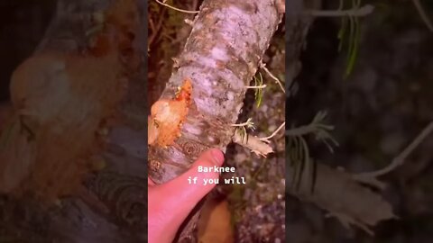 Popping Christmas Tree Pimples tiktok santimartin60