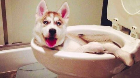 "Laugh til your Belly Hurts: Funny Animal Moments for Maximum Entertainment"