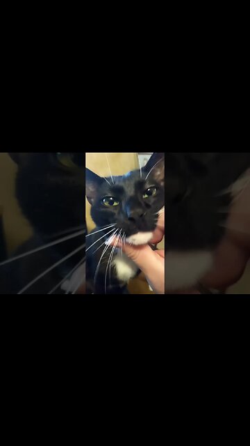 Kitty boops self #shortsfeed #shorts #shortsvideo #youtubeshorts #catvideos #cat