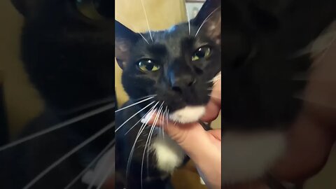 Kitty boops self #shortsfeed #shorts #shortsvideo #youtubeshorts #catvideos #cat