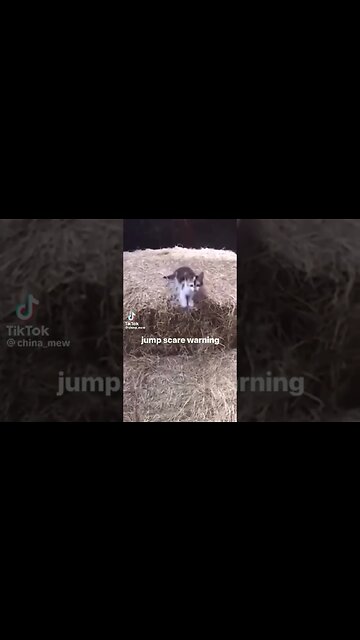 Kitty Jumpscare #beware #kitty #animals #shorts