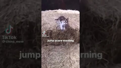 Kitty Jumpscare #beware #kitty #animals #shorts