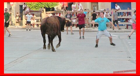 ARGUEDAS ( NAVARRA ) TARDE VACAS EN LA CALLE ( SABADO 12 AGOSTO 2023 ) GANAD.USTARROZ