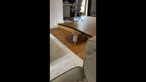 Cute funny puppy