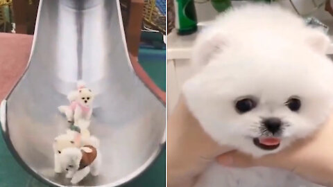 cute and funny animals 07