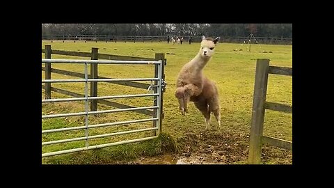 Try Not To Laugh Challenge😁Funny and Cute CAT Videos Compilation 2024😪🐶
