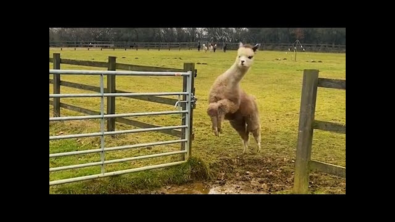 Try Not To Laugh Challenge😁Funny and Cute CAT Videos Compilation 2024😪🐶