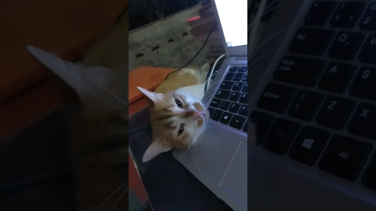 Esse gosta do calor do notebook. Pense.