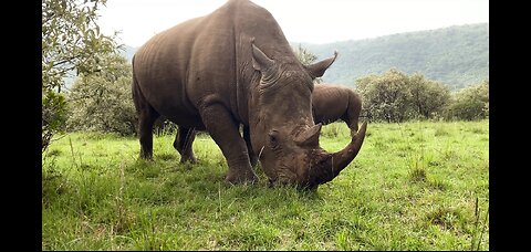 Rhino V/S Elephant Power