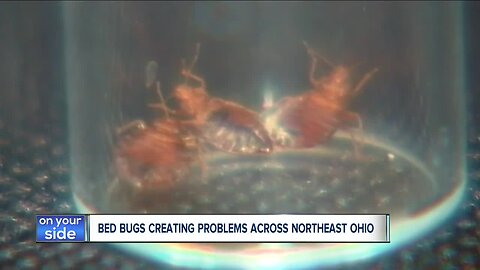 Bed bugs creating big problems across northeast Ohio