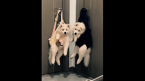 "Cutest Puppy Ever! Watch This Adorable Pup in Action!"