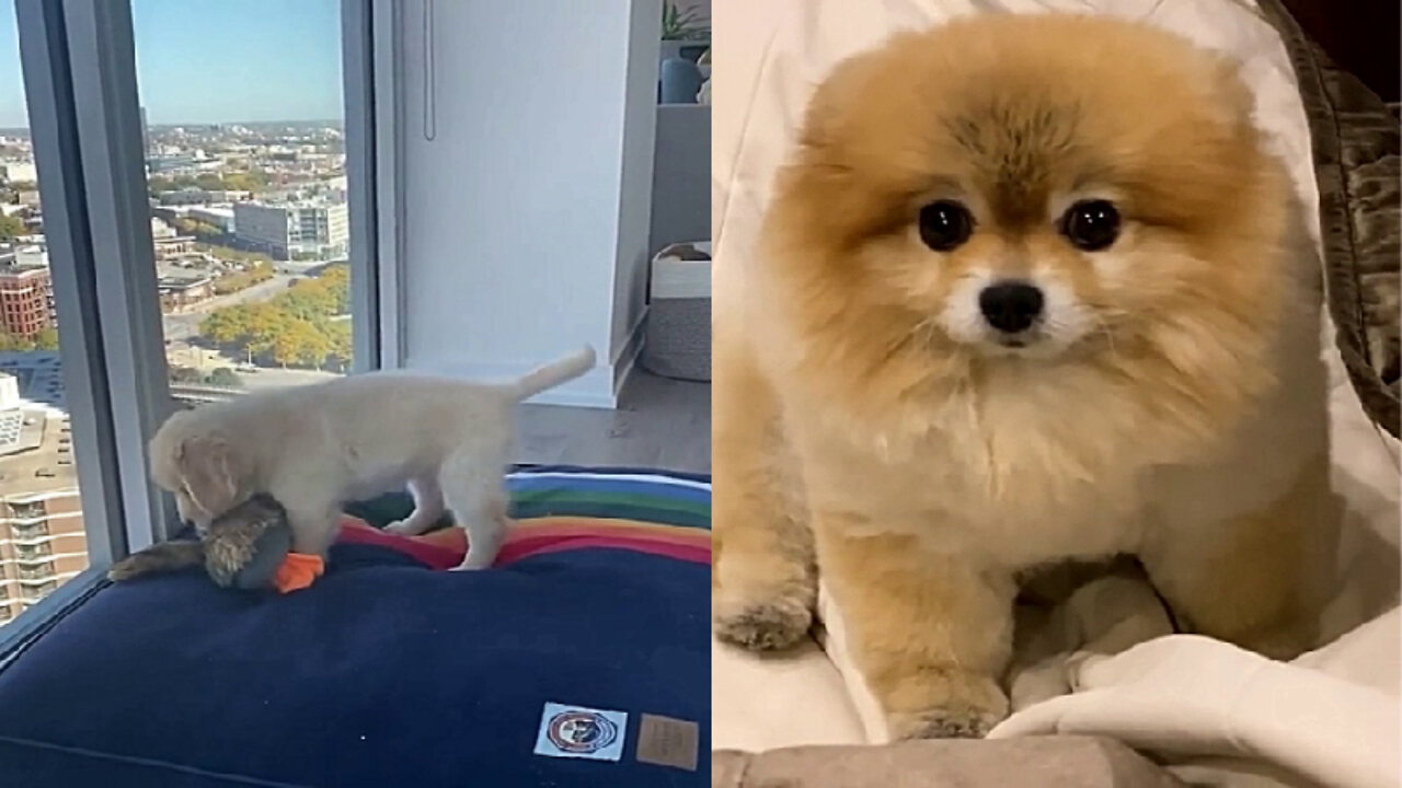Natural predator | Cutest Puppies