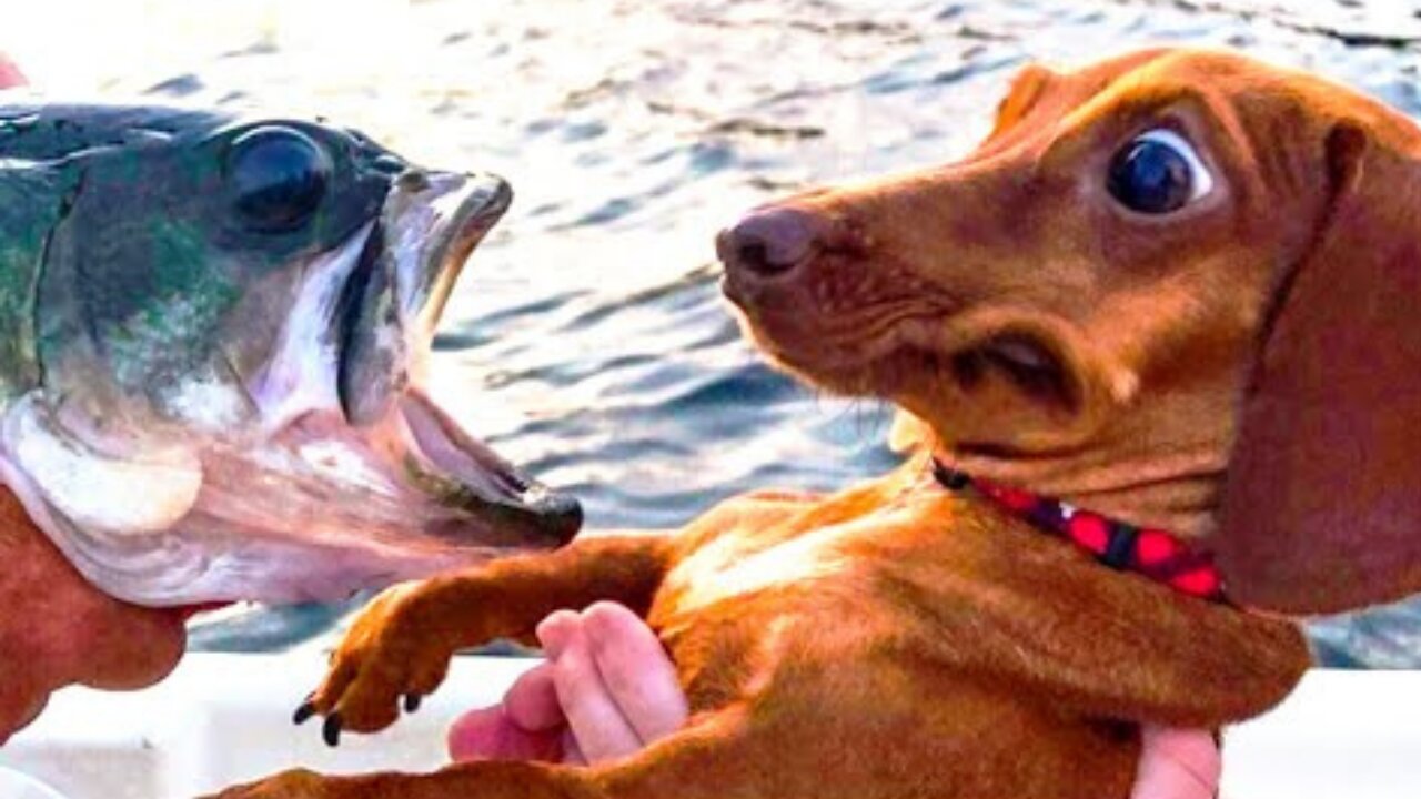 Funniest 🐶 Dogs and 😻 Cats - Best Funny Animals Videos 😇