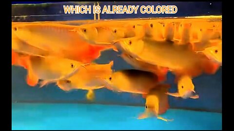 AROWANA FISH CHILDREN WHICH ALREADY HAVE COLOR LOOK SUPER COOL