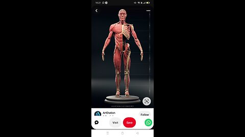 Basic human Anatomy