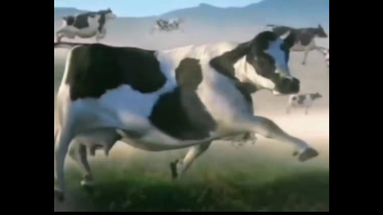 Flying Hot Cow