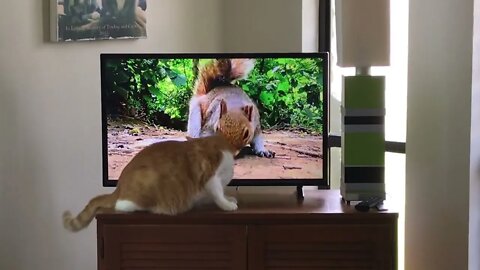 More cat TV