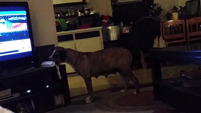 Dog Gets Up And Takes A Phone When She Hears It Ring