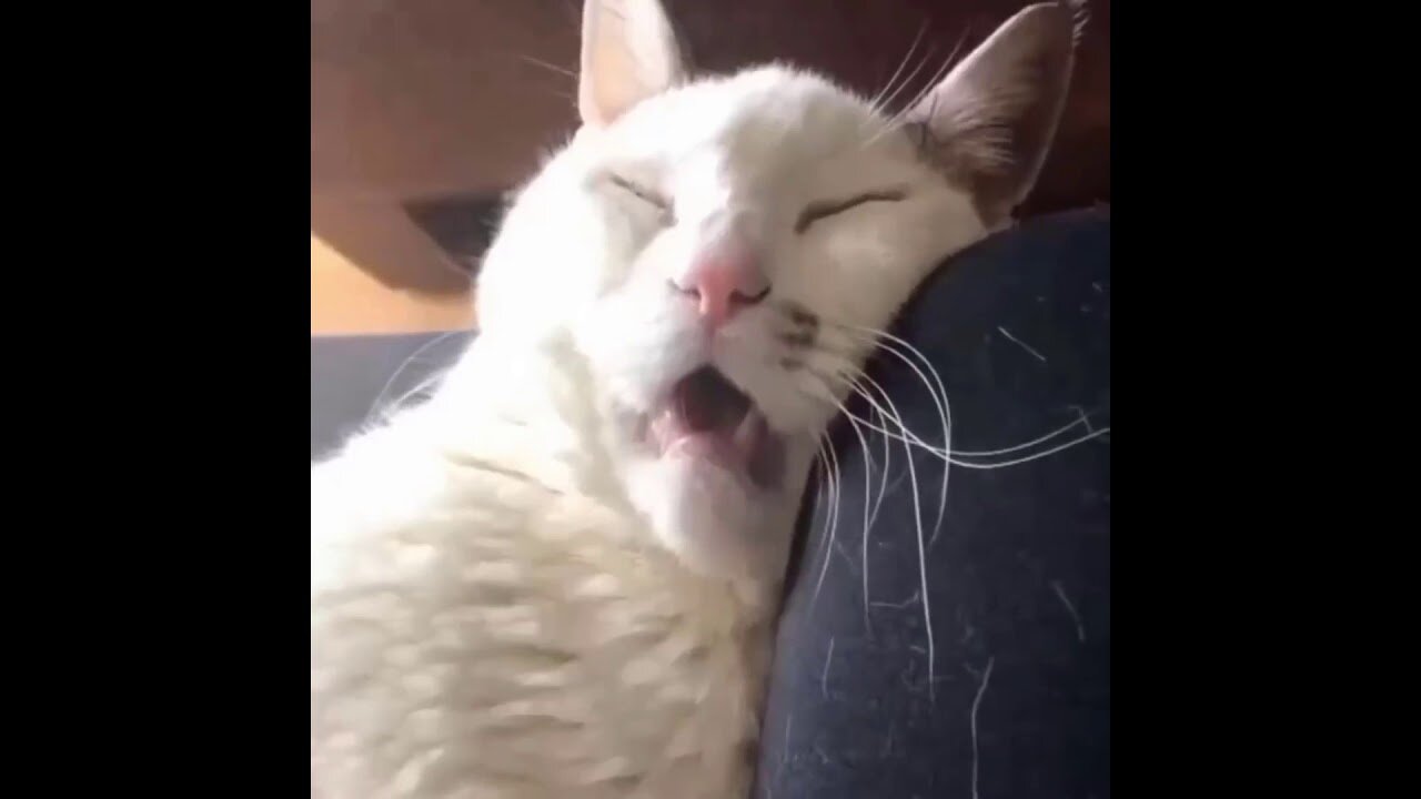 One of the funniest Animal Video