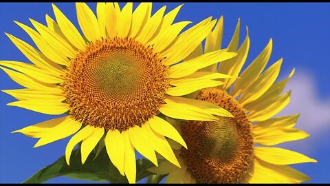 🔴 Soul Healing Music (4K UHD) Scenic Relaxation Music Thats Good For The Soul, Mind & Body