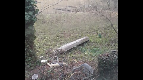 A Deer in Attack mode