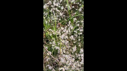 Bumblebees Pollinating Flowers