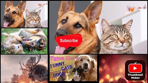 Animals funny moment funny animals #funnyanimals