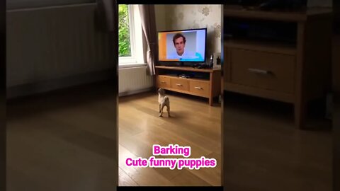 funny dog cute dog sweet dog