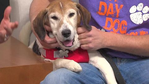 Pet of the Week: Jigs