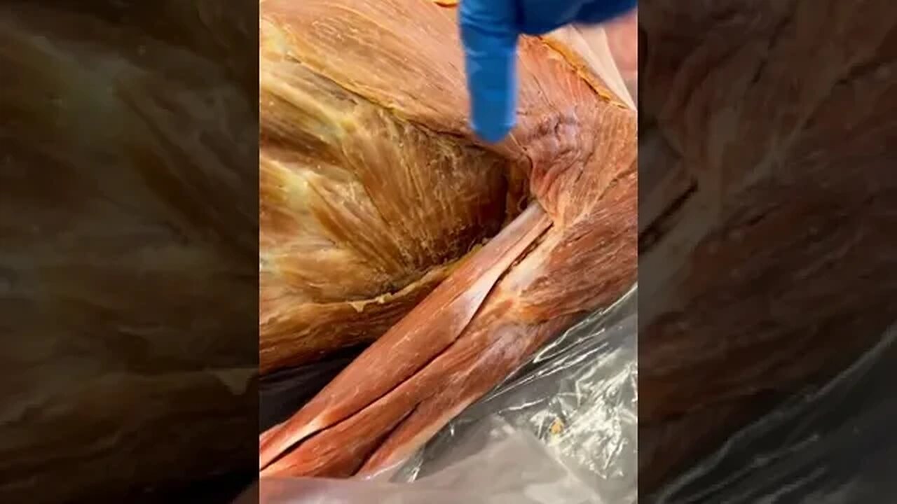The Coolest Looking Muscle In the Body?