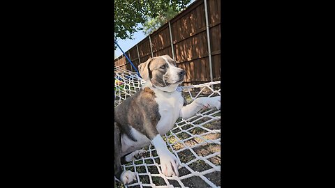 Hazel the Pirate Dog chillin in her hammock #cuteanimals #cutedog #relaxing