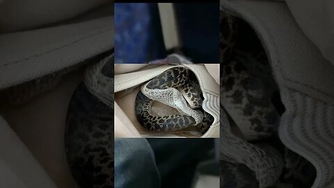 COBRA DENTRO DA BAGAGEM NO AVIÃO #shorts
