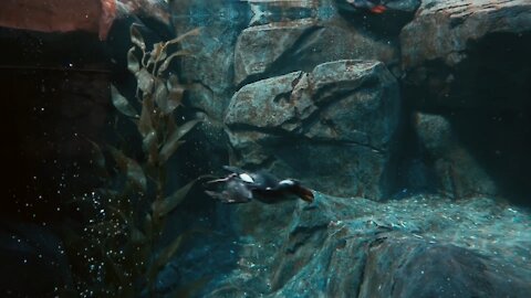 Birds Diving Deep Into Water For Fish