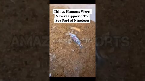 Amazing Shorts, Feeding The Little Monsters #shorts #short #shortvideo