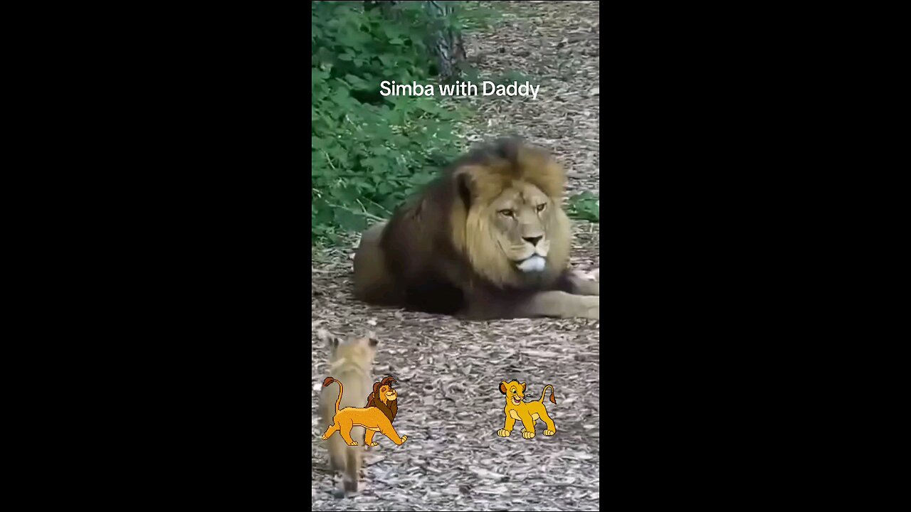 lion and his cub