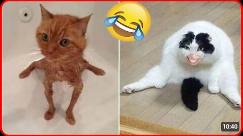 Funny animal videos 2024 - Funny cats/dogs - Funny animals -Part-8/Haypyy Pett